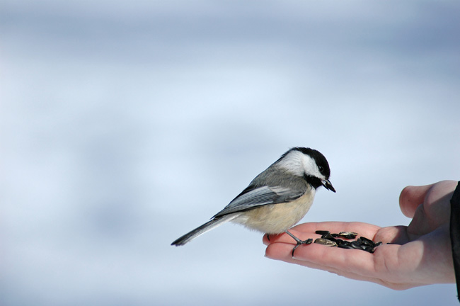 Bird Seed